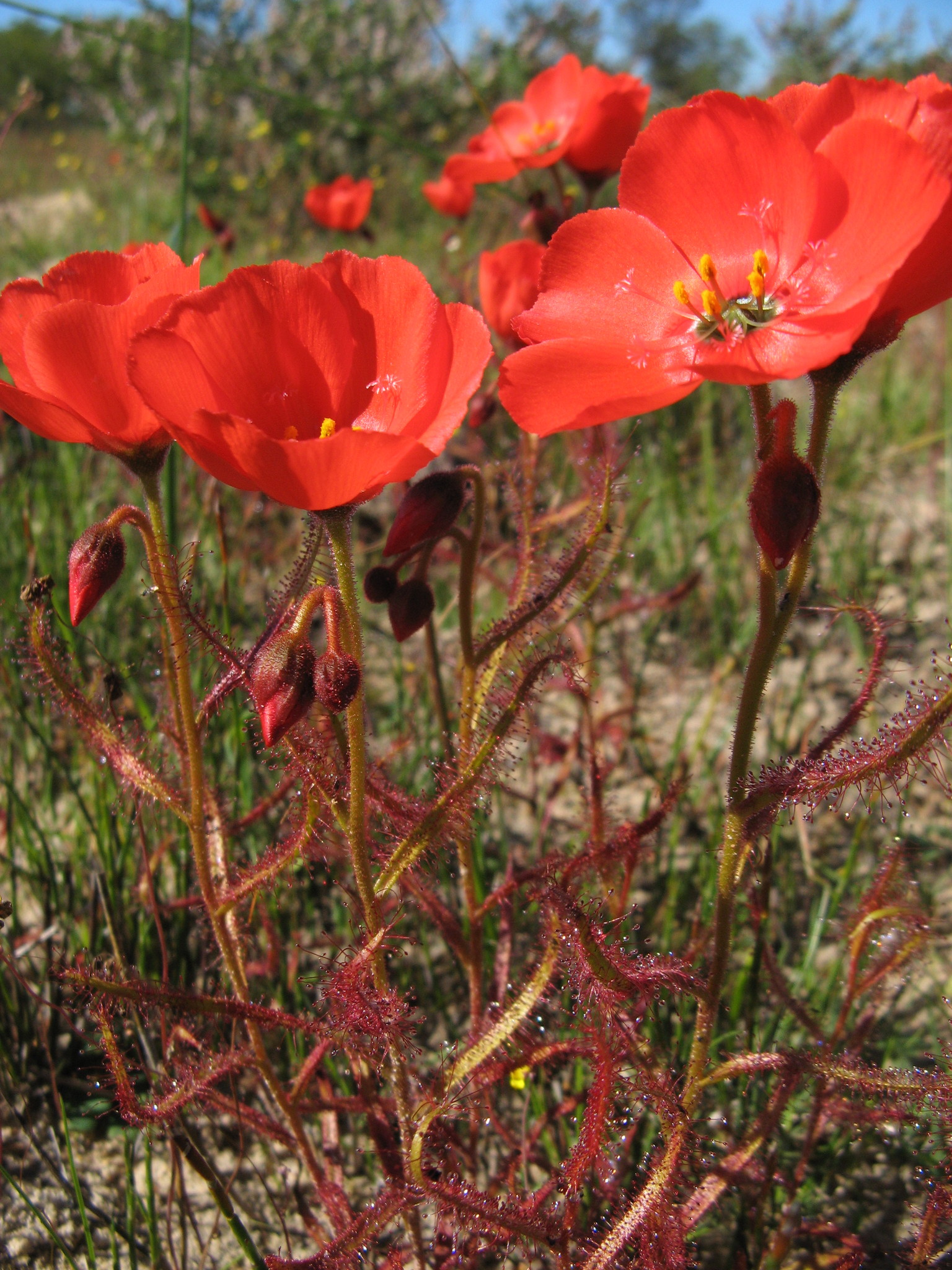 Drosera cistiflora 'Dark Red' 2