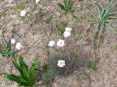 Armeria macrophylla