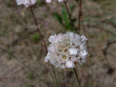 Armeria macrophylla