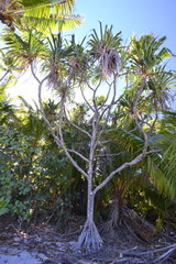 Pandanus tectorius tectorius