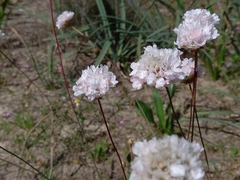 Armeria macrophylla