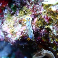 Chromodoris colemani