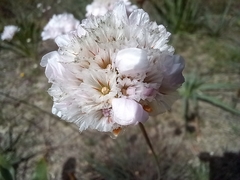 Armeria macrophylla