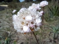Armeria macrophylla