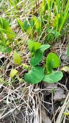 Aristolochia pallida