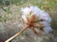 Armeria macrophylla