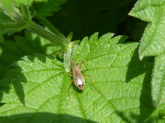 Nabis rugosus