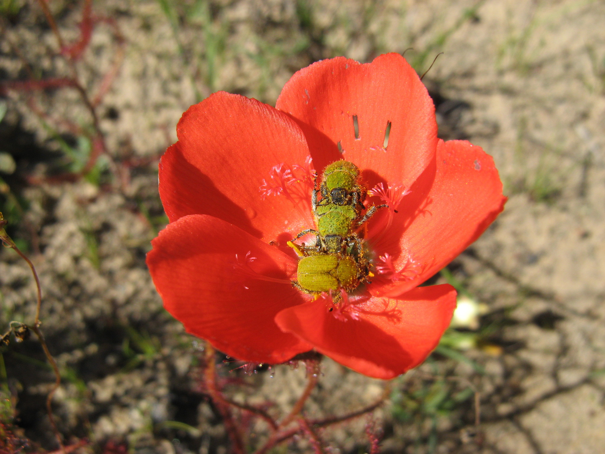 Drosera cistiflora 'Dark Red' 3