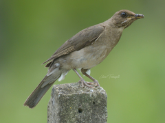 Turdus amaurochalinus