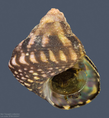 Cratidentium tiberianum