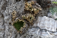 Selaginella gypsophila