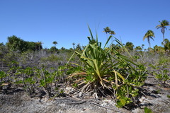 Pandanus tectorius tectorius
