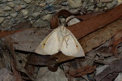 Mnesampela heliochrysa