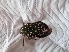 Protaetia niveoguttata