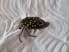 Protaetia niveoguttata