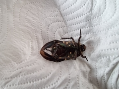 Protaetia niveoguttata