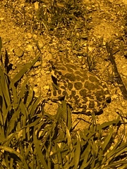 Bufotes viridis
