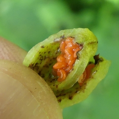 Contarinia virginianiae