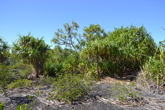 Pandanus tectorius tectorius