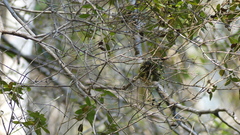 Riccordia ricordii
