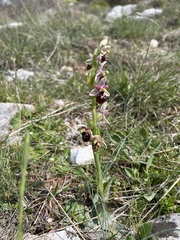 Ophrys exaltata