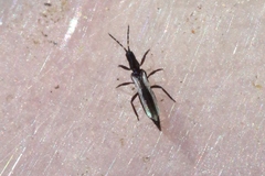 Erythrothrips arizonae