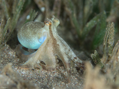 Octopus vulgaris