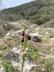 Ophrys exaltata