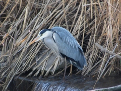 Ardea cinerea