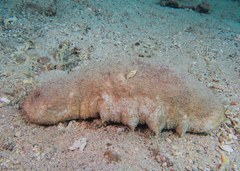 Holothuria fuscogilva