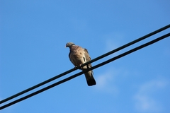 Columba palumbus