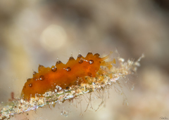 Stichopus horrens