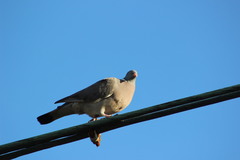 Columba palumbus