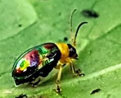 Thrasychroma albicollis