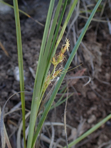 Carex proxima