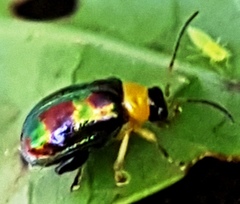Thrasychroma albicollis