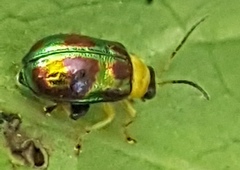 Thrasychroma albicollis