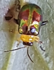 Thrasychroma albicollis