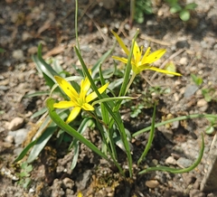 Gagea pratensis