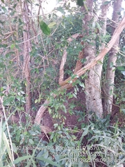Jasminum simplicifolium