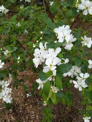 Exochorda