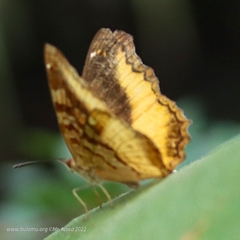 Eurytela
