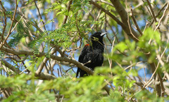 Agelaius assimilis