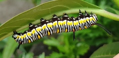 Danaus chrysippus