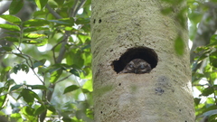 Margarobyas lawrencii