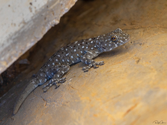 Ptyodactylus puiseuxi