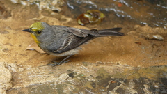 Setophaga pityophila