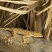 Sinai Fan-fingered Gecko - Photo (c) Rafi Amar, some rights reserved (CC BY-NC), uploaded by Rafi Amar