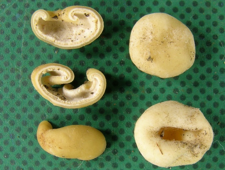 Hydnocystis japonica