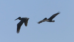 Pelecanus occidentalis